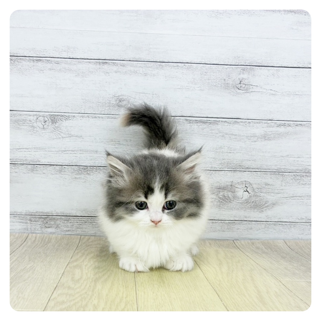 2026年1月28日生まれのミヌエット