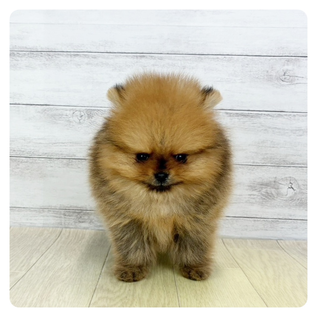 2026年1月31日生まれのポメラニアン