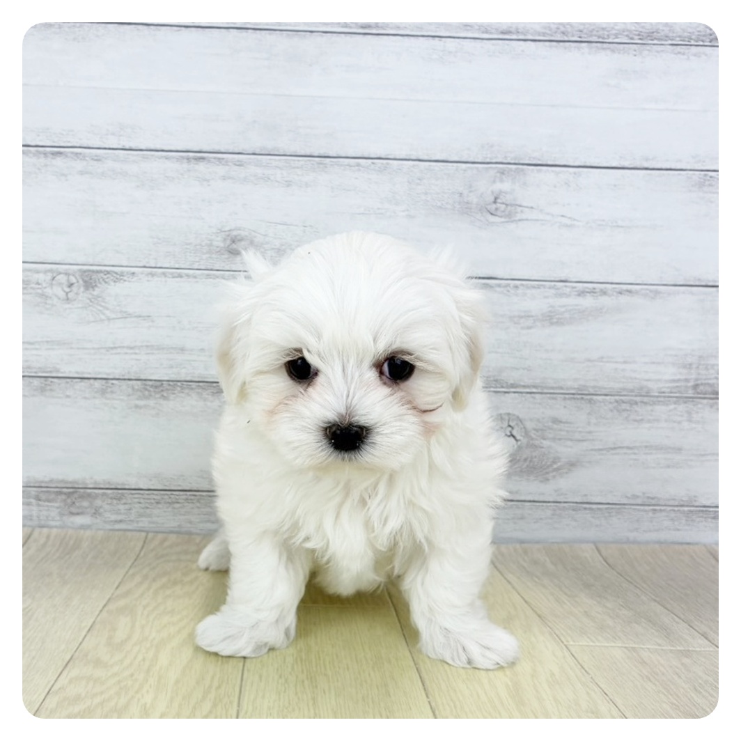 岐阜県のマルチーズ (犬の家＆猫の里カラフルタウン岐阜店/2026年1月31日生まれ/男の子/ホワイト)の子犬の3枚目の画像
