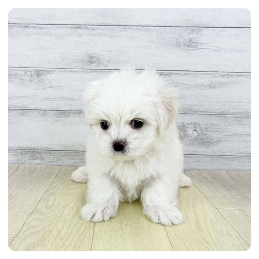 2026年1月31日生まれのマルチーズ