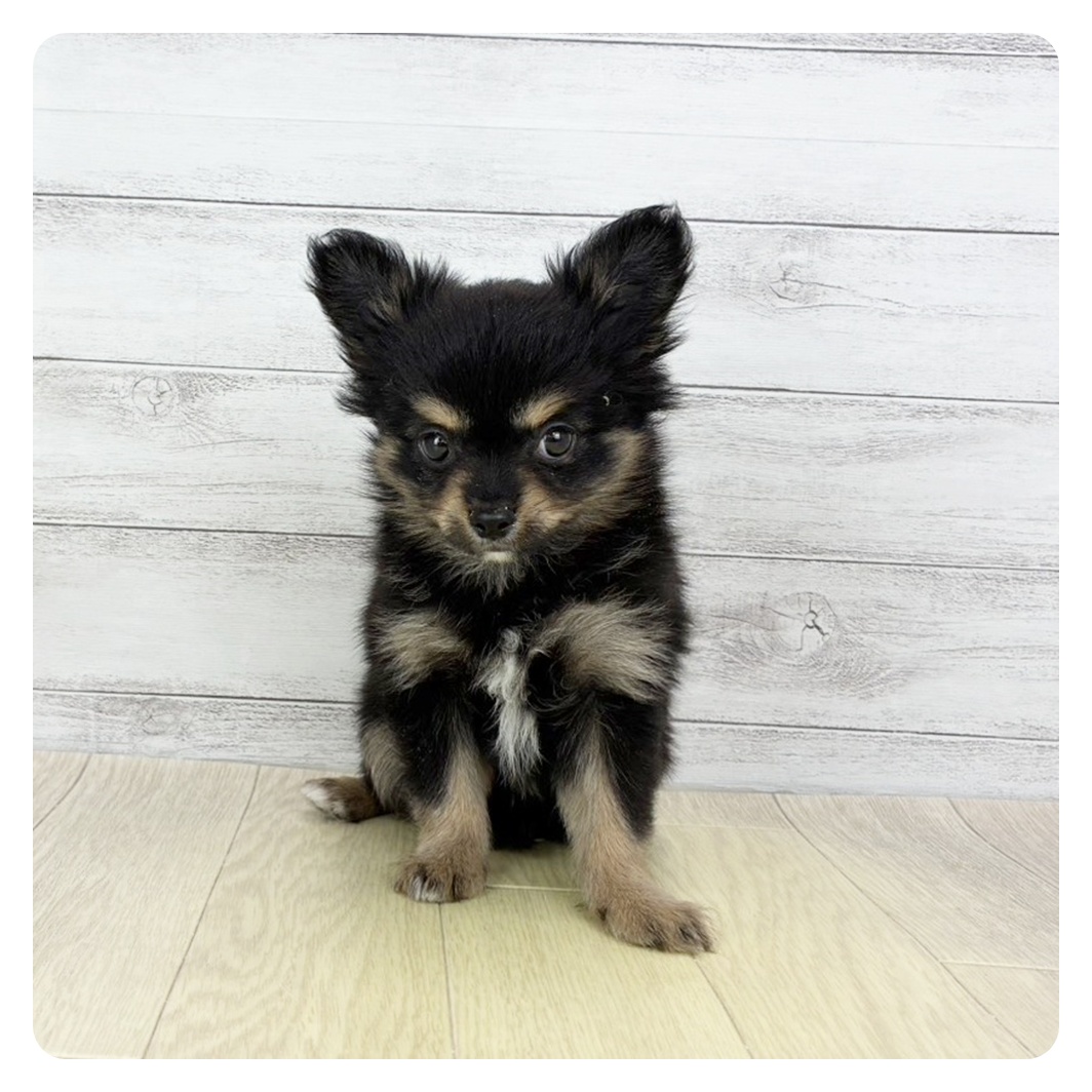 2026年1月31日生まれのチワワ(ロング)