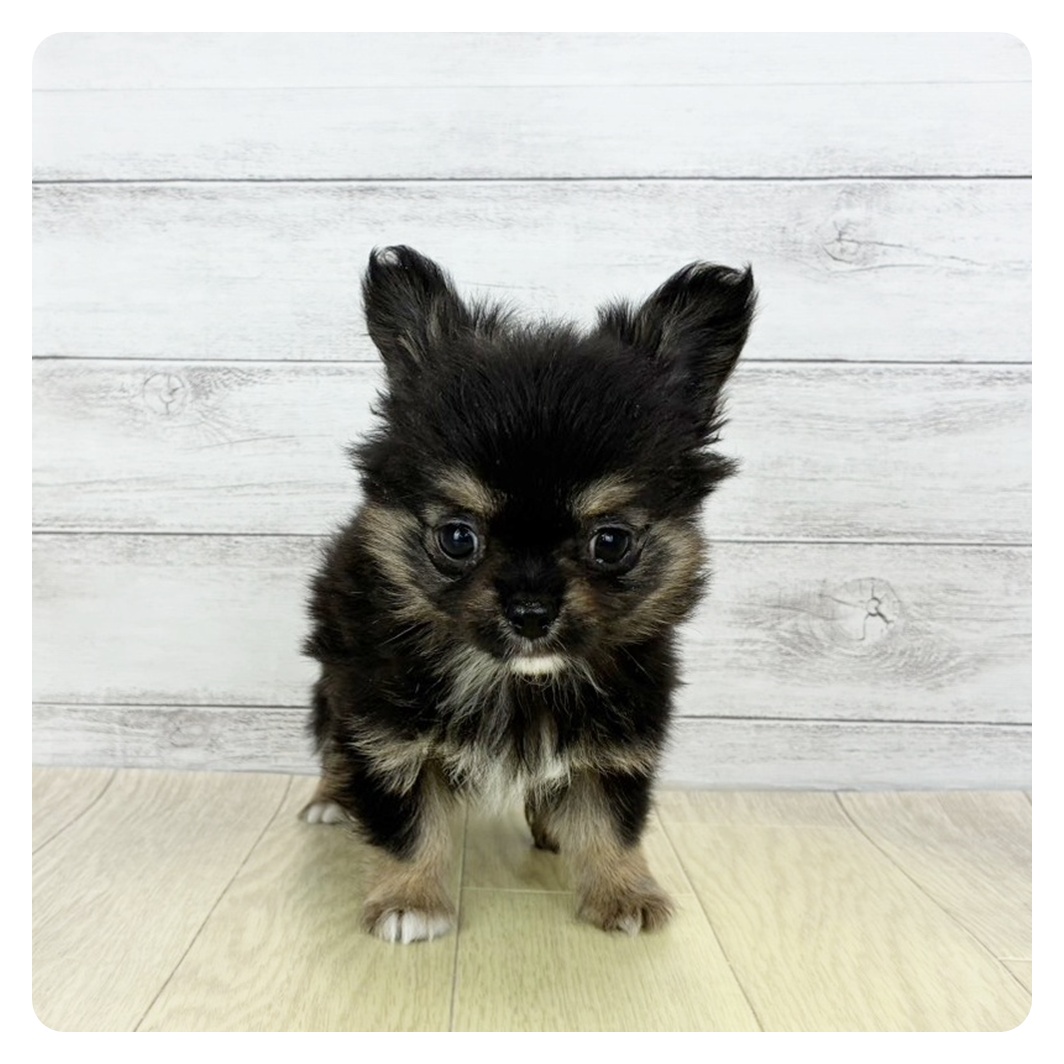 愛知県のチワワ(ロング) (犬の家＆猫の里アミーゴ神の倉店/2026年1月31日生まれ/男の子/ブラックタンホワイト)の子犬の2枚目の画像