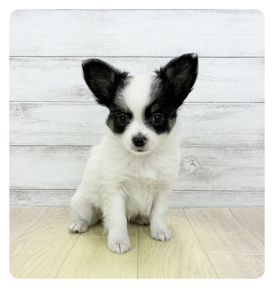 岐阜県のチワワ(ロング) (犬の家＆猫の里中津川店/2026年1月31日生まれ/男の子/ホワイトブラック)の子犬