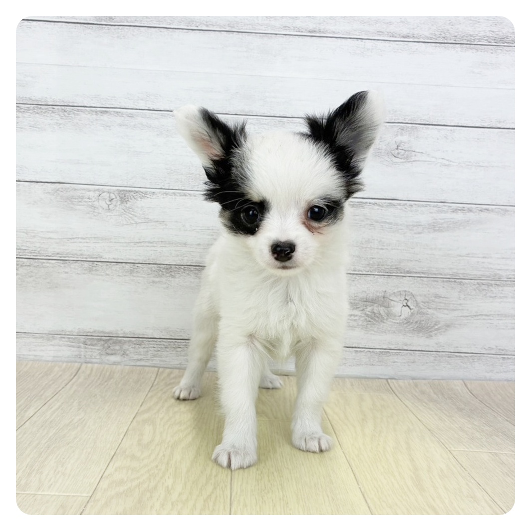 岐阜県のチワワ(ロング) (犬の家＆猫の里岐南店/2026年1月31日生まれ/男の子/ホワイトブラック)の子犬の2枚目の画像