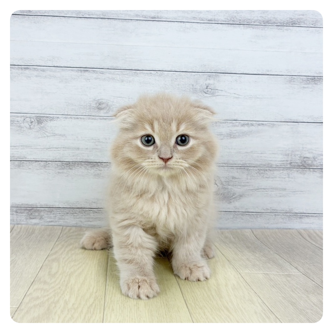 2026年1月28日生まれのスコティッシュフォールド