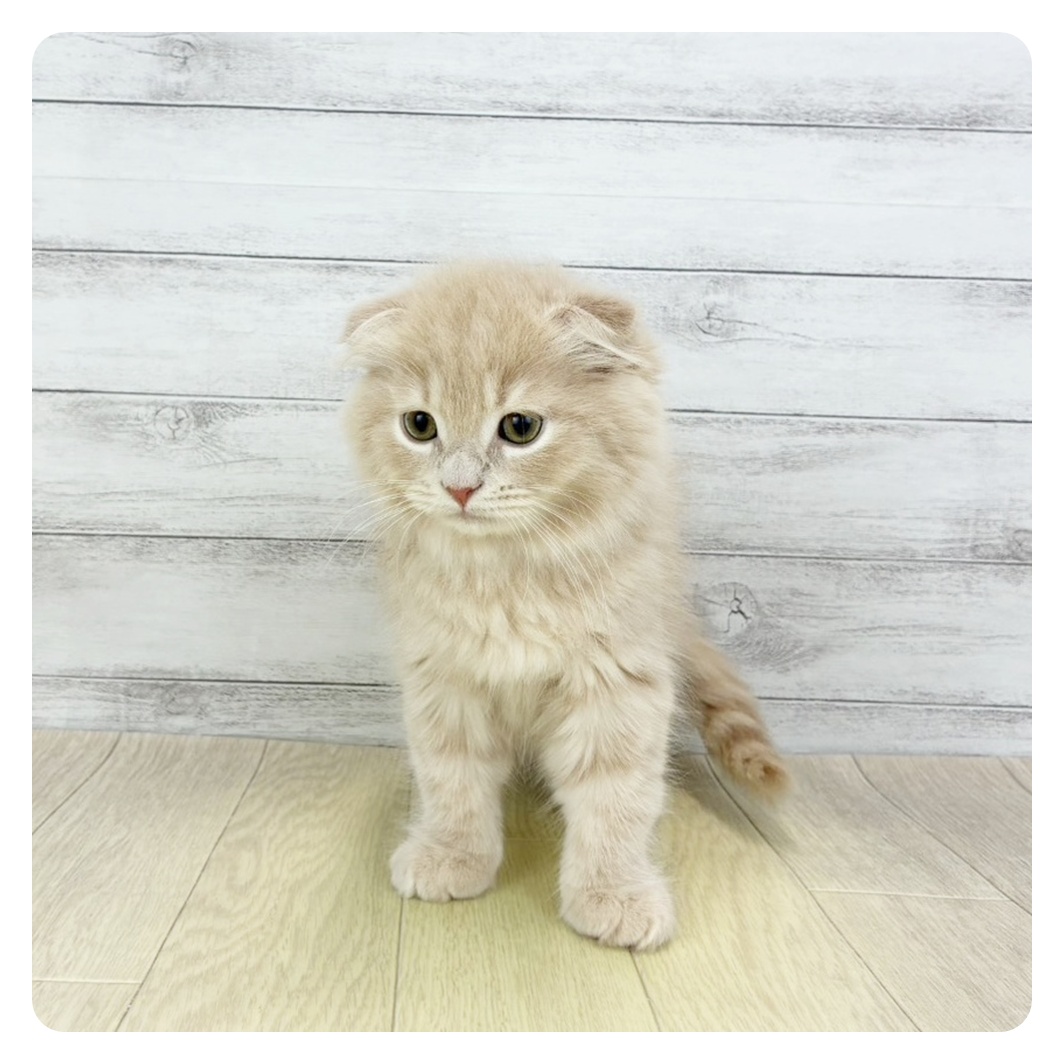 2026年1月28日生まれのスコティッシュフォールド