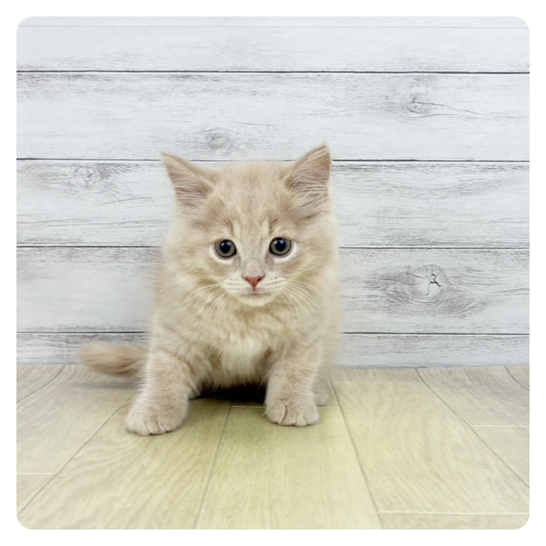 2026年1月28日生まれのスコティッシュフォールド