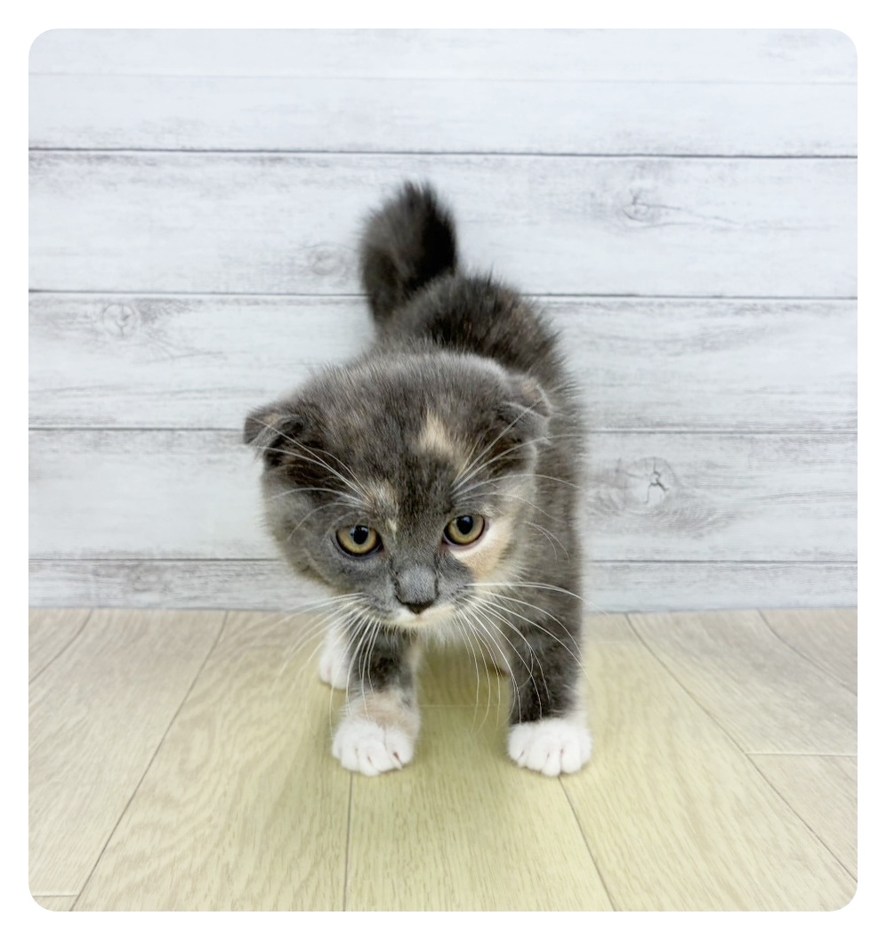 愛知県のスコティッシュフォールド (犬の家＆猫の里春日井本店/2026年1月28日生まれ/女の子/ブルーパッチドタビーホワイト)の子猫