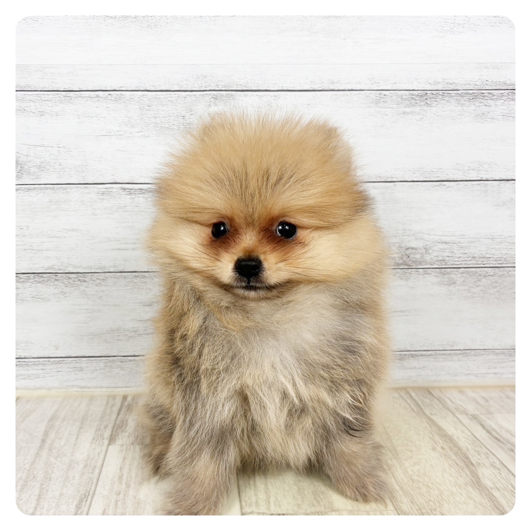 2026年1月28日生まれのポメラニアン