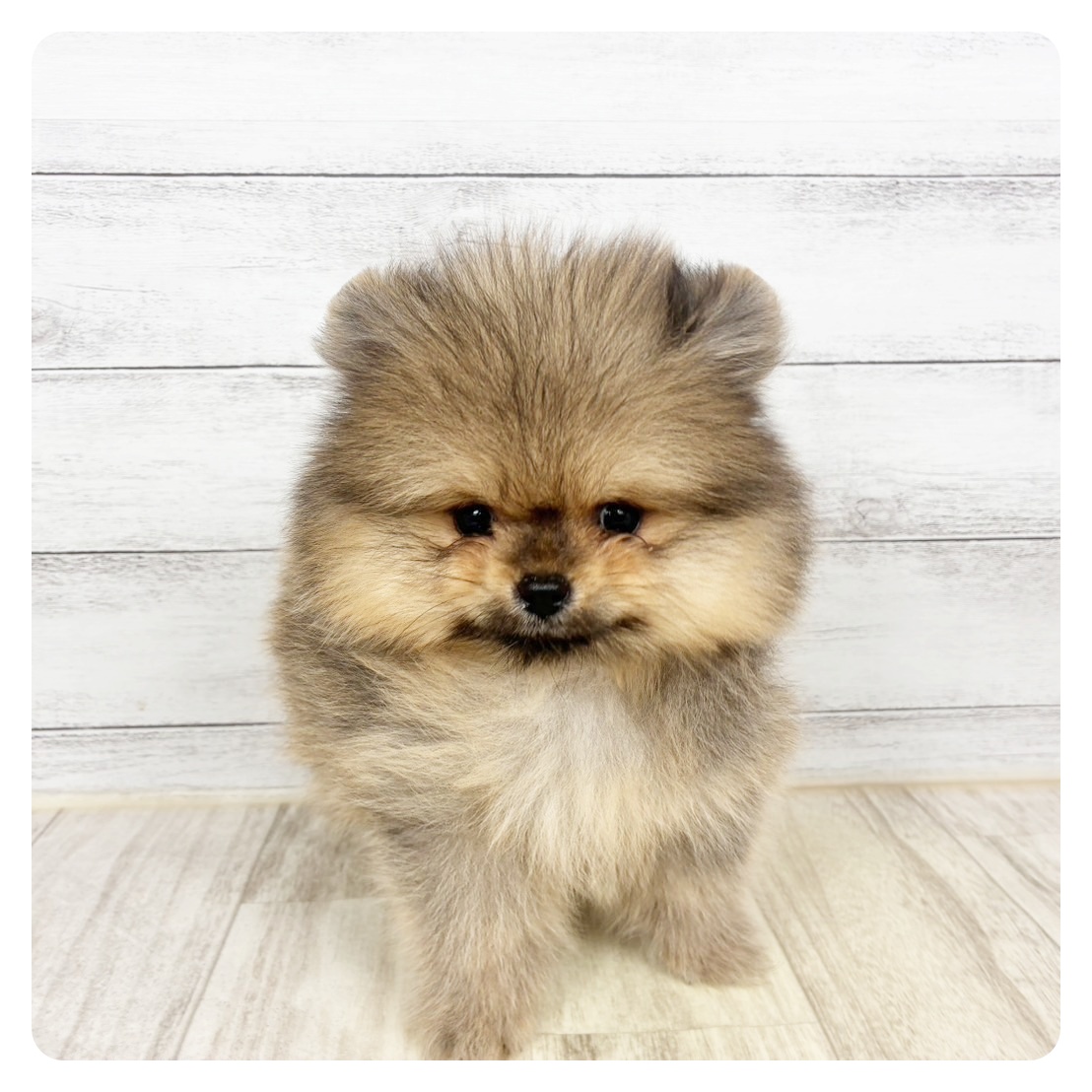 兵庫県のポメラニアン (犬の家＆猫の里ニッケパークタウン加古川店/2026年1月28日生まれ/女の子/オレンジセーブル)の子犬