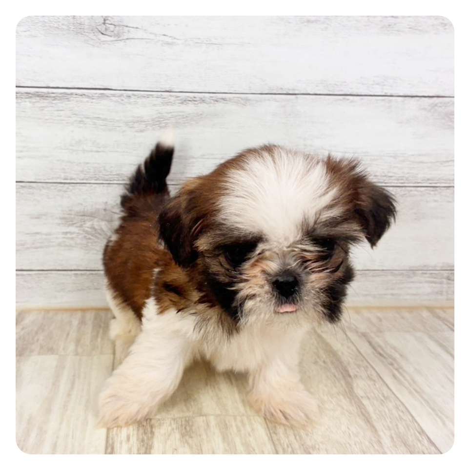 2026年1月26日生まれのシーズー