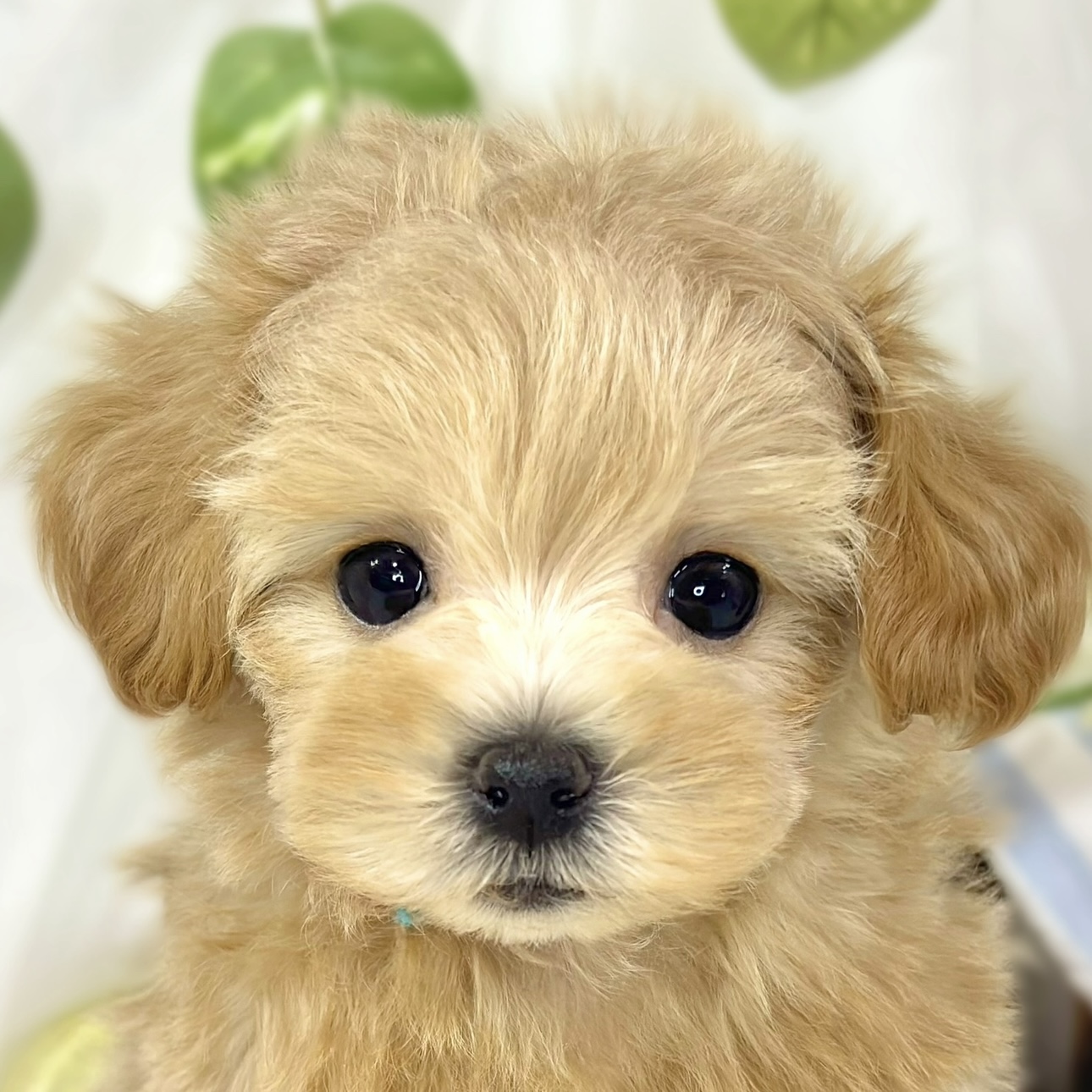 2026年1月26日生まれのマルプー(マルチーズ×プードル)