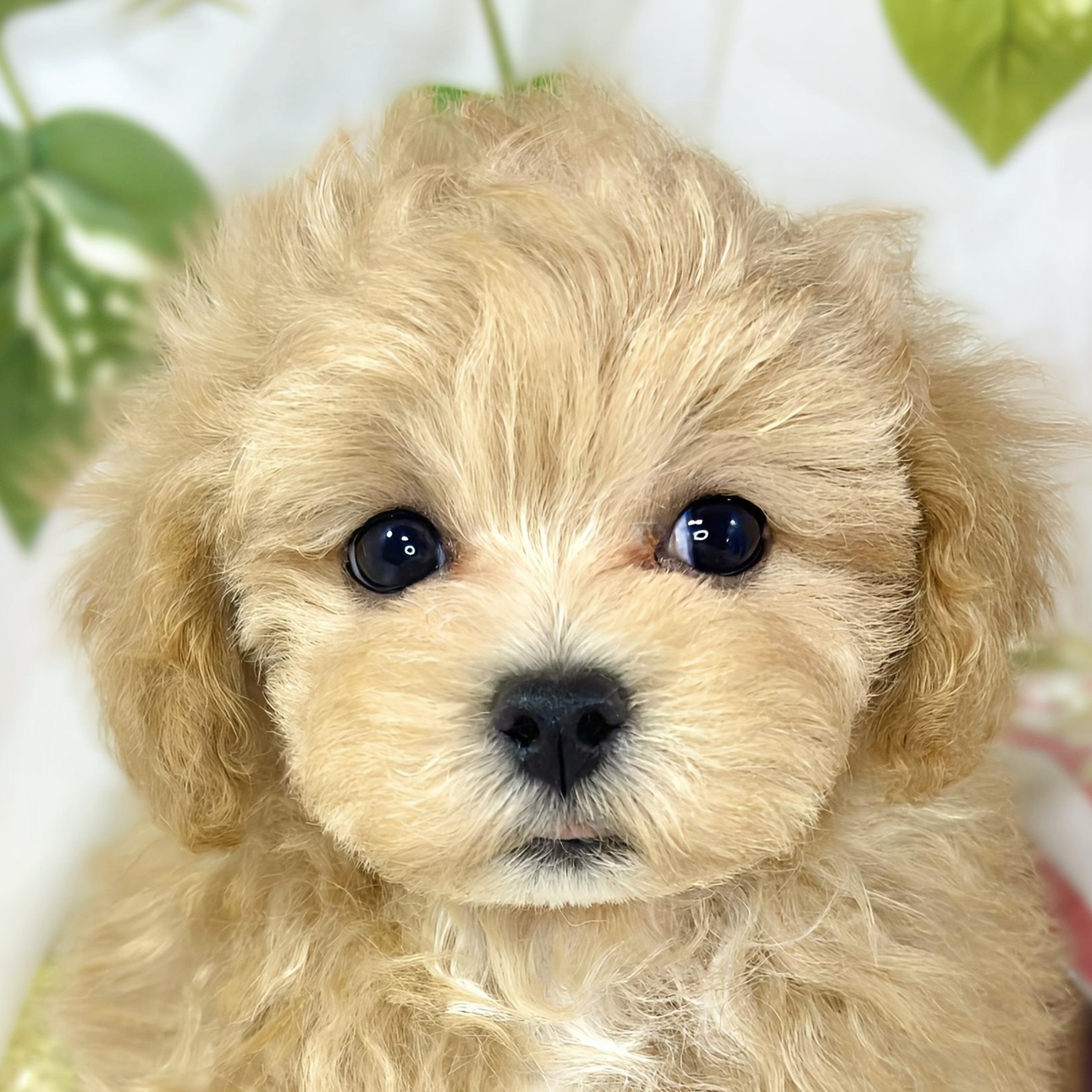 福岡県のマルプー(マルチーズ×プードル) (犬の家＆猫の里くりえいと宗像店/2026年1月31日生まれ/男の子/アプリコットホワイト)の子犬