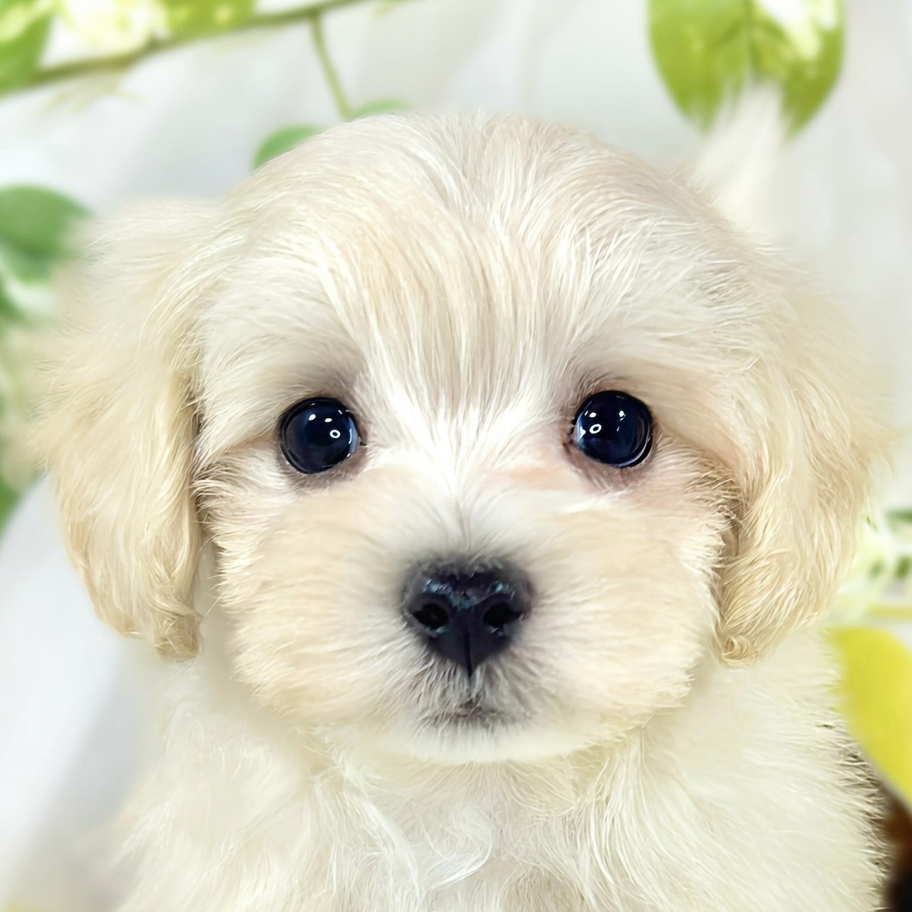 愛知県のマルプー(マルチーズ×プードル) (犬の家＆猫の里アミーゴ神の倉店/2026年1月31日生まれ/男の子/クリームホワイト)の子犬の1枚目の画像
