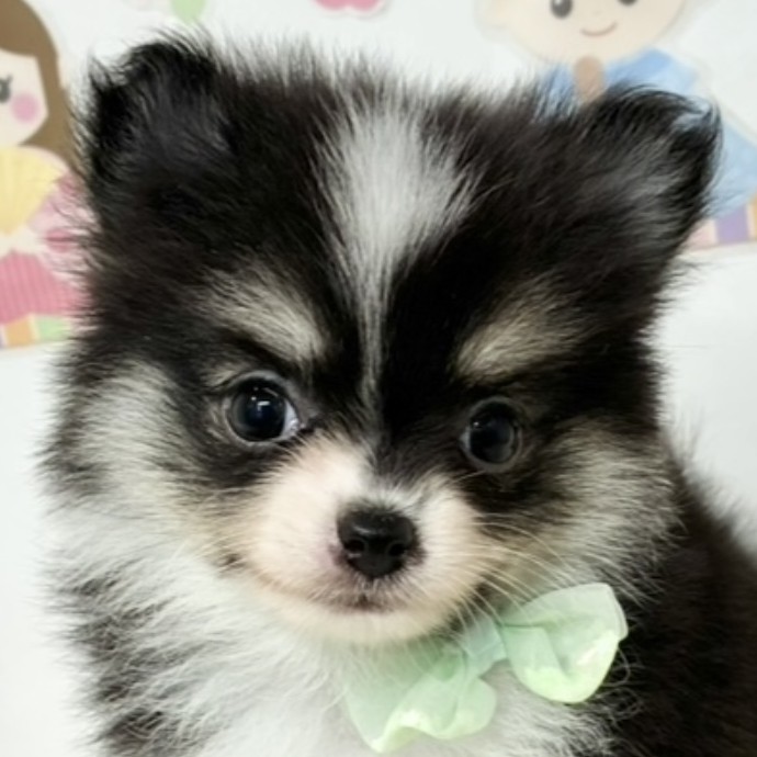 愛知県のポメチワ/チワポメ/ポメチー(ポメラニアン×チワワ) (犬の家＆猫の里春日井本店/2026年1月19日生まれ/女の子/ブラックホワイトクリーム)の子犬