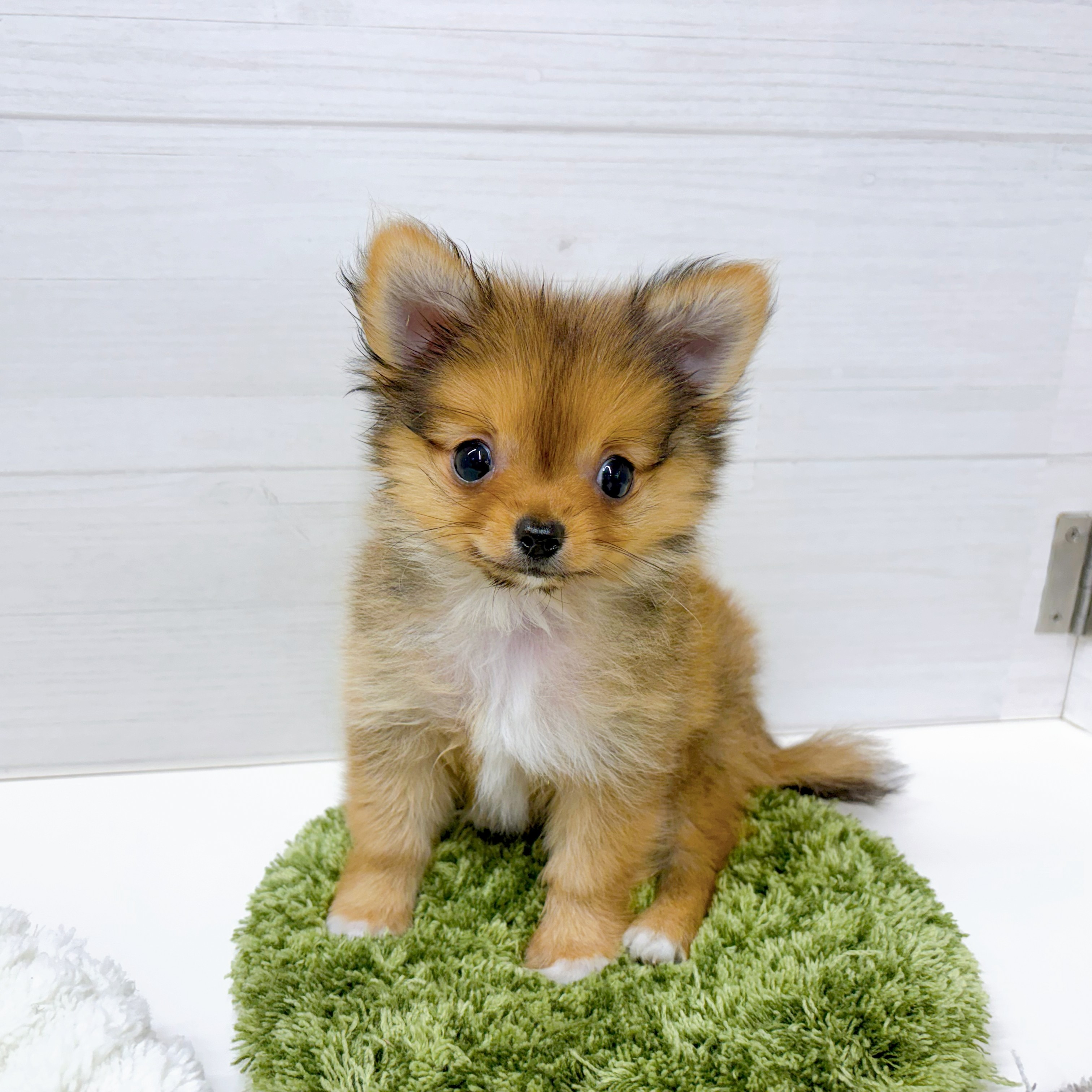 ハーフ犬男の子の写真