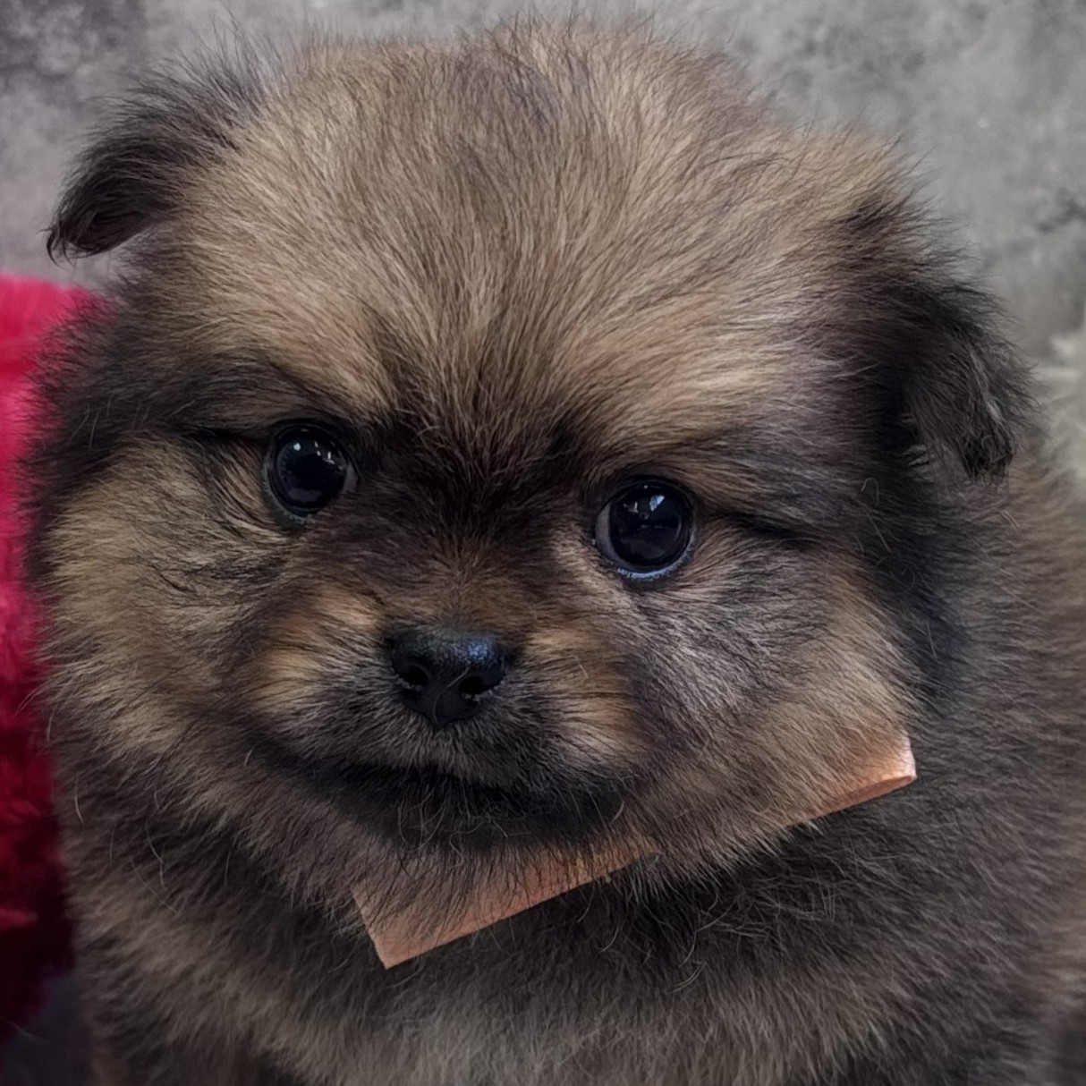 愛知県のポメチワ/チワポメ/ポメチー(ポメラニアン×チワワ) (犬の家＆猫の里春日井本店/2026年1月29日生まれ/女の子/オレンジセーブル)の子犬