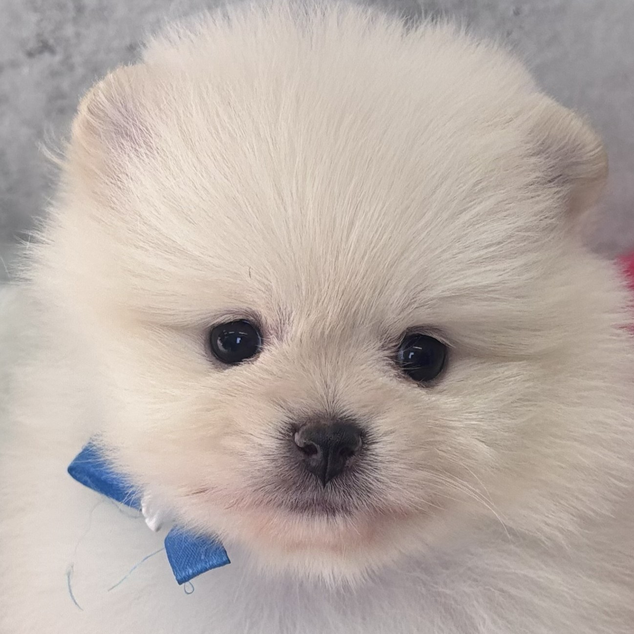 愛知県のポメラニアン (犬の家＆猫の里一宮店/2026年1月29日生まれ/女の子/クリーム)の子犬の2枚目の画像