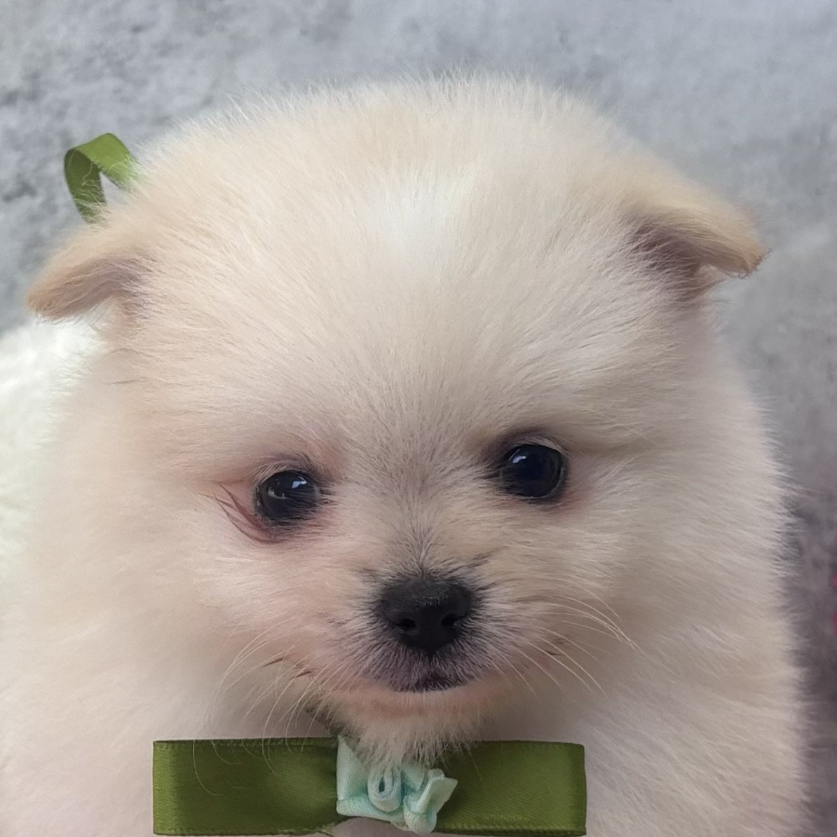 岐阜県のポメチワ/チワポメ/ポメチー(ポメラニアン×チワワ) (犬の家＆猫の里岐南店/2026年1月31日生まれ/男の子/クリームホワイト)の子犬の1枚目の画像