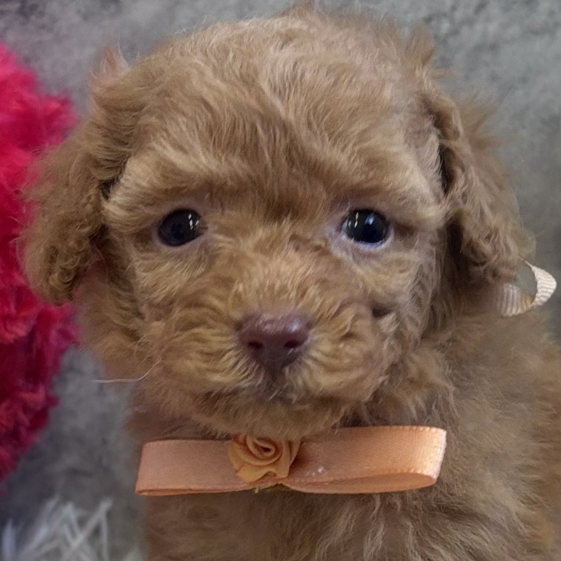 愛知県のトイプードル(トイ) (犬の家＆猫の里アミーゴ神の倉店/2026年2月1日生まれ/男の子/オレンジフォーン)の子犬