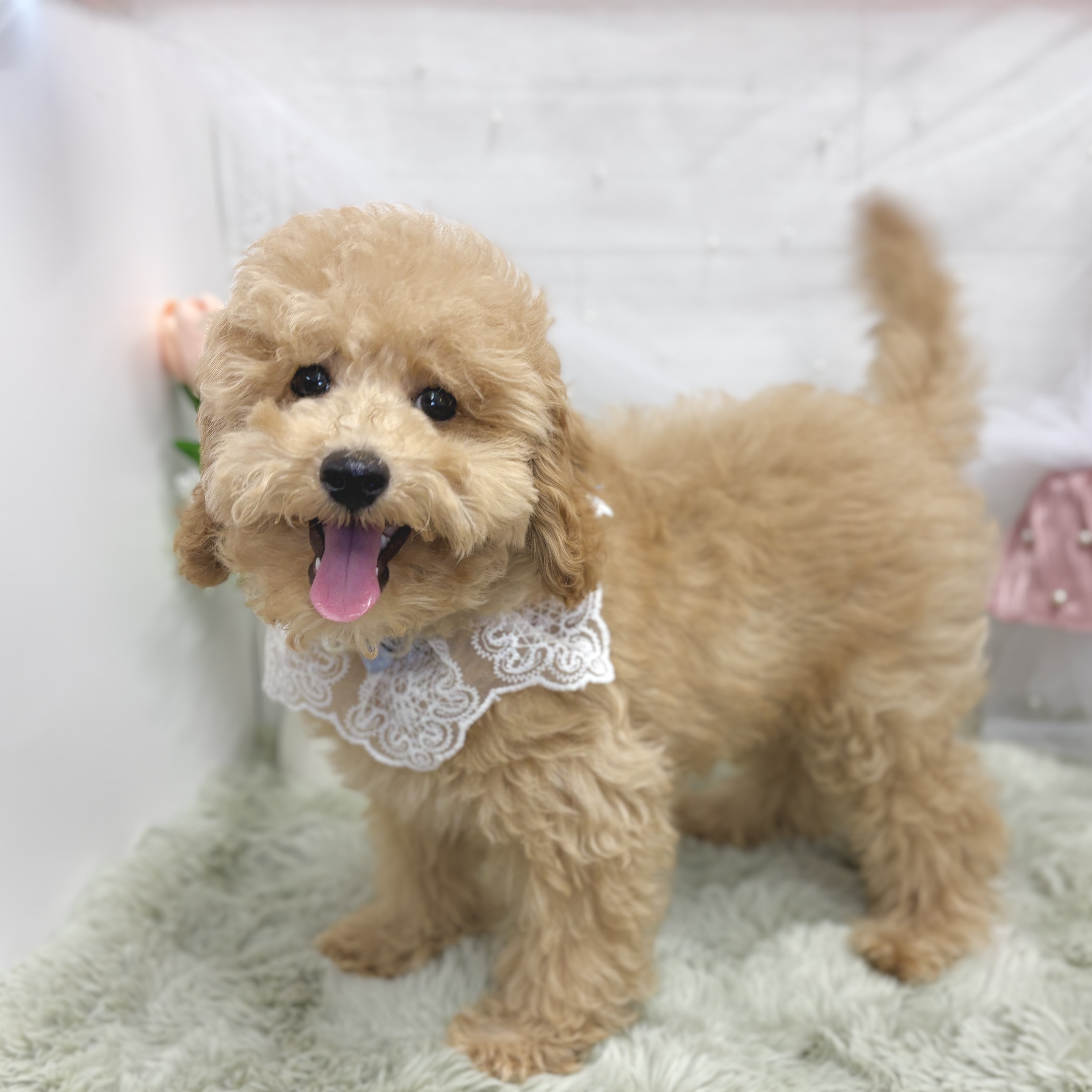 神奈川県のトイプードル(トイ) (犬の家＆猫の里相模原店/2026年2月1日生まれ/男の子/オレンジフォーン)の子犬の1枚目の画像