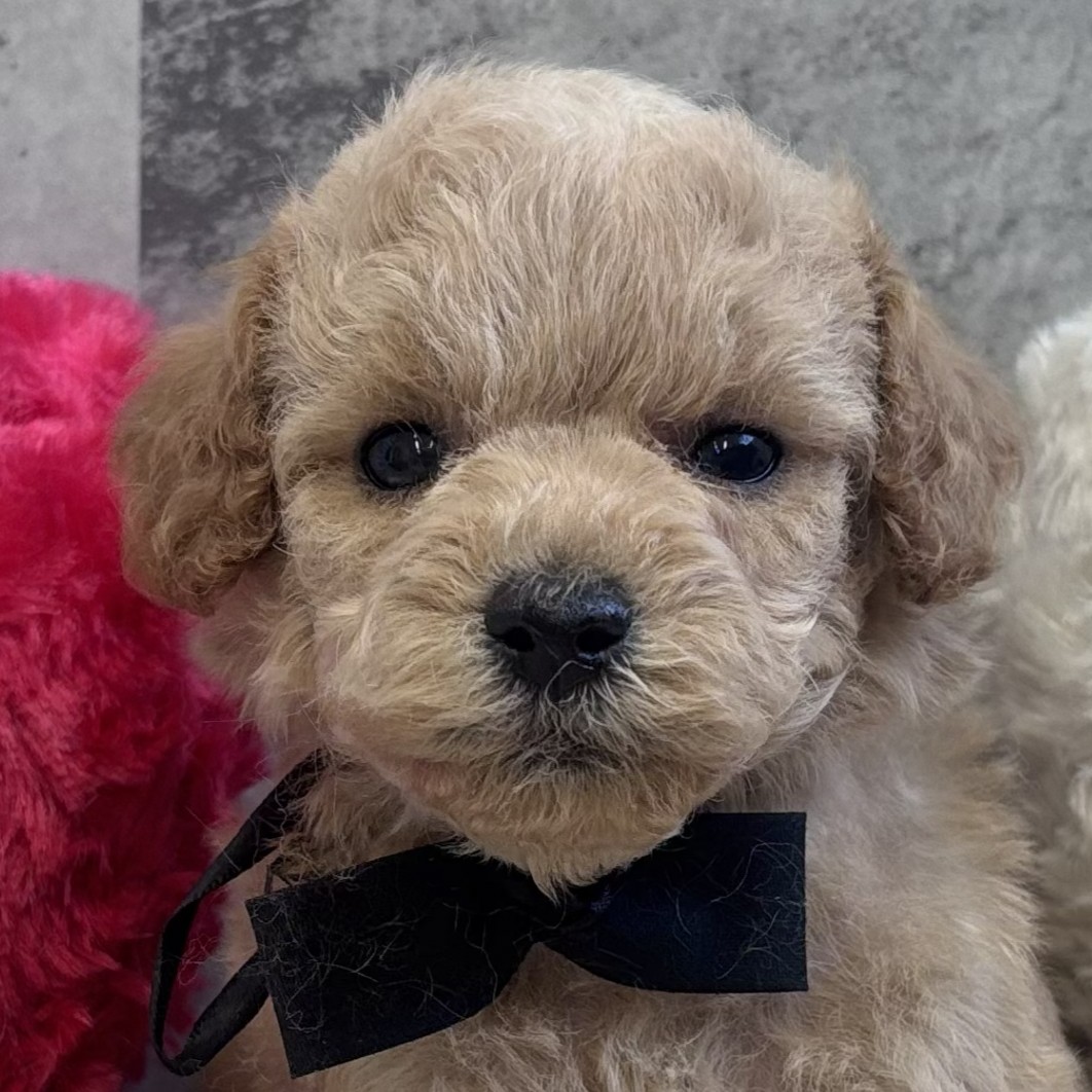 神奈川県のトイプードル(トイ) (犬の家＆猫の里相模原店/2026年2月1日生まれ/男の子/オレンジフォーン)の子犬