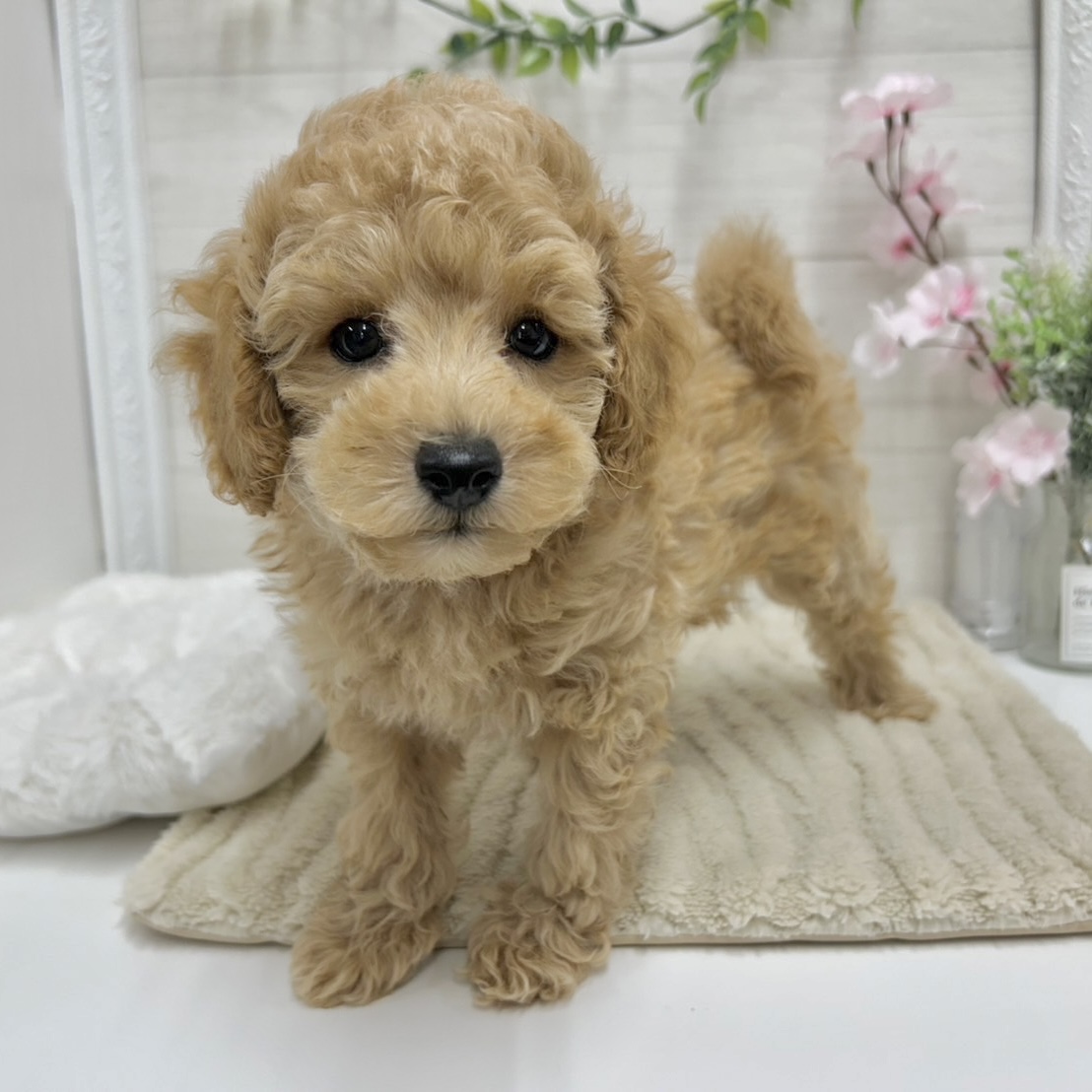 神奈川県のトイプードル(トイ) (犬の家＆猫の里相模原店/2026年2月1日生まれ/男の子/オレンジフォーン)の子犬の1枚目の画像