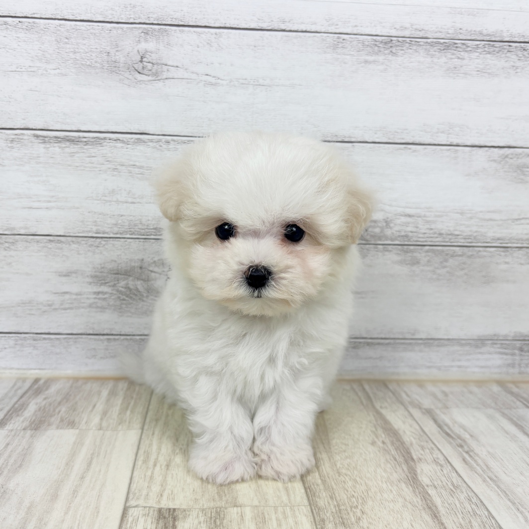 兵庫県のマルプー(マルチーズ×プードル) (犬の家＆猫の里川西店/2026年2月1日生まれ/女の子/ホワイト)の子犬