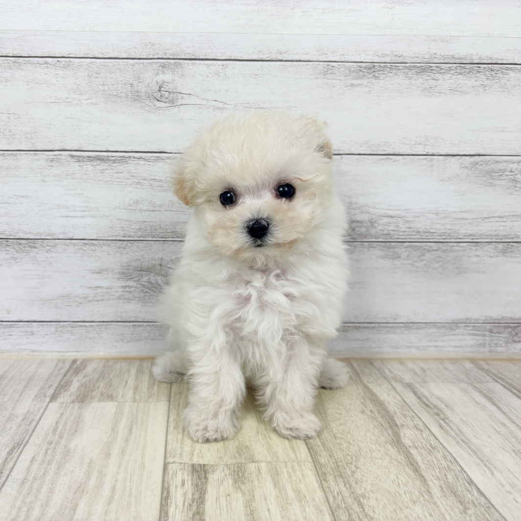 兵庫県のマルプー(マルチーズ×プードル) (犬の家＆猫の里川西店/2026年2月1日生まれ/女の子/ホワイト)の子犬