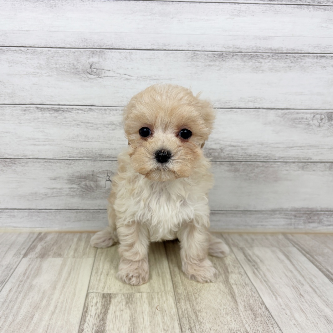 兵庫県のマルプー(マルチーズ×プードル) (犬の家＆猫の里川西店/2026年1月30日生まれ/男の子/クリーム)の子犬