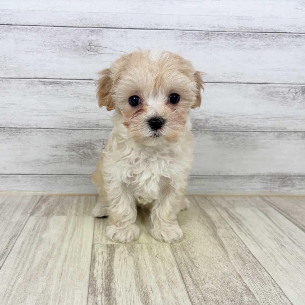 兵庫県のマルプー(マルチーズ×プードル) (犬の家＆猫の里カナート西神戸店/2026年1月30日生まれ/女の子/クリーム)の子犬