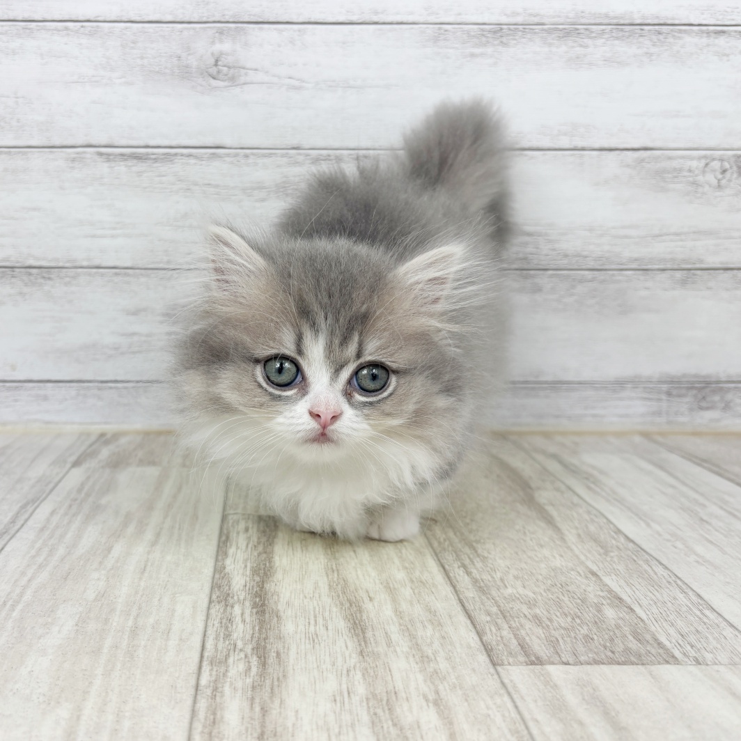 兵庫県のミヌエット (犬の家＆猫の里川西店/2026年1月25日生まれ/女の子/ブルータビーホワイト)の子猫