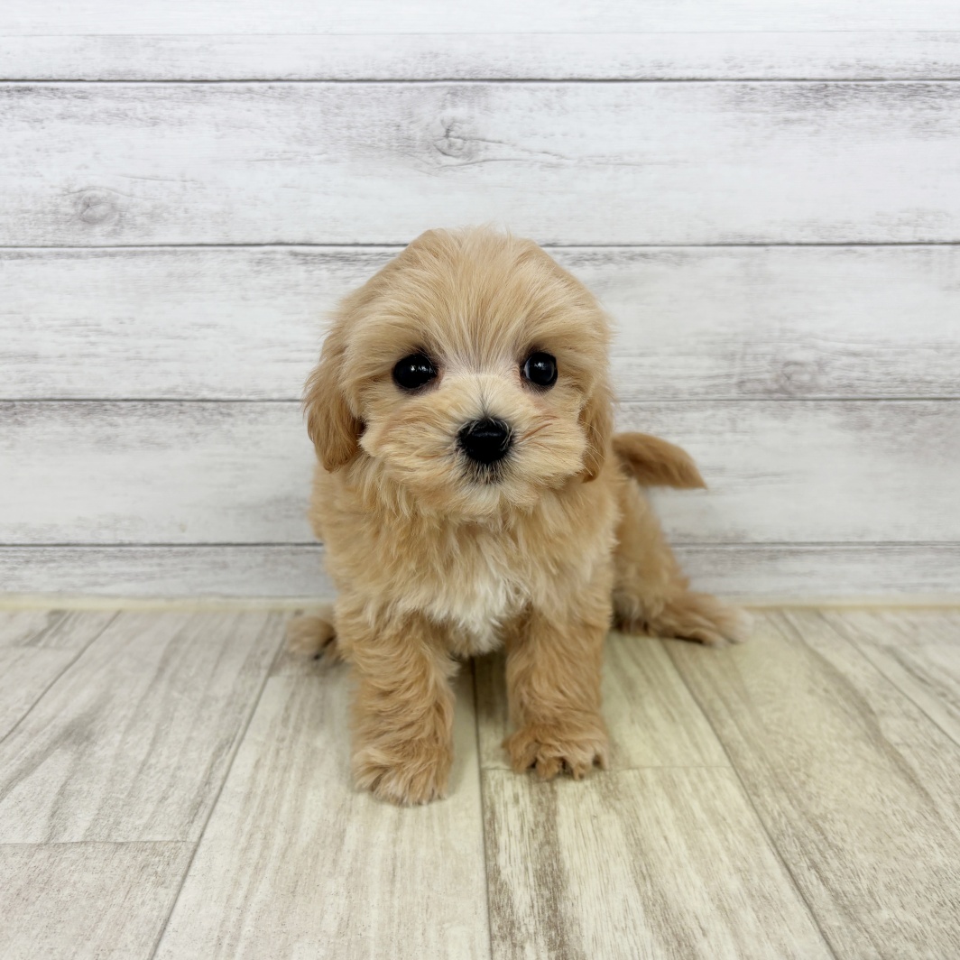 兵庫県のマルプー(マルチーズ×プードル) (犬の家＆猫の里川西店/2026年1月31日生まれ/女の子/オレンジフォーンホワイト)の子犬