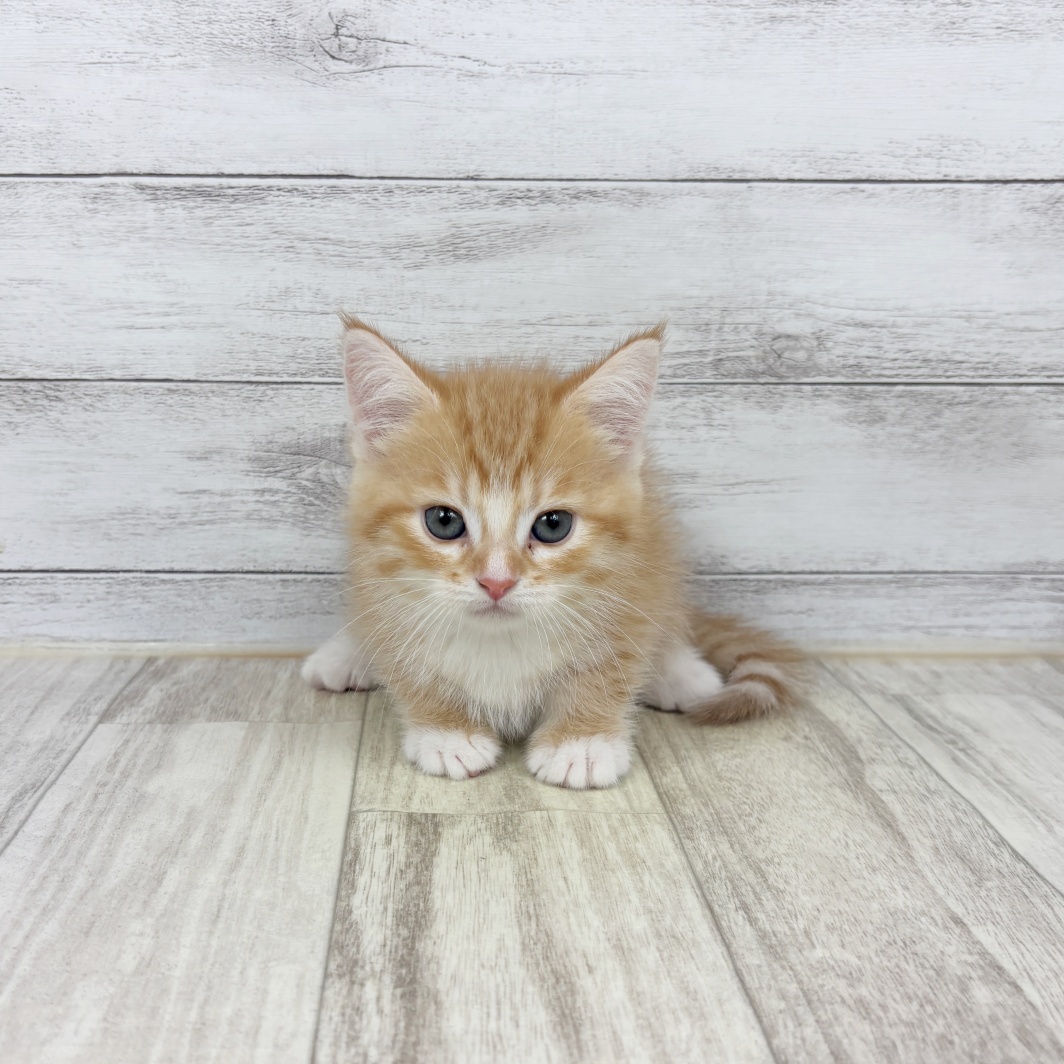 兵庫県のミヌエット (犬の家＆猫の里川西店/2026年2月1日生まれ/女の子/レッドタビーホワイト)の子猫