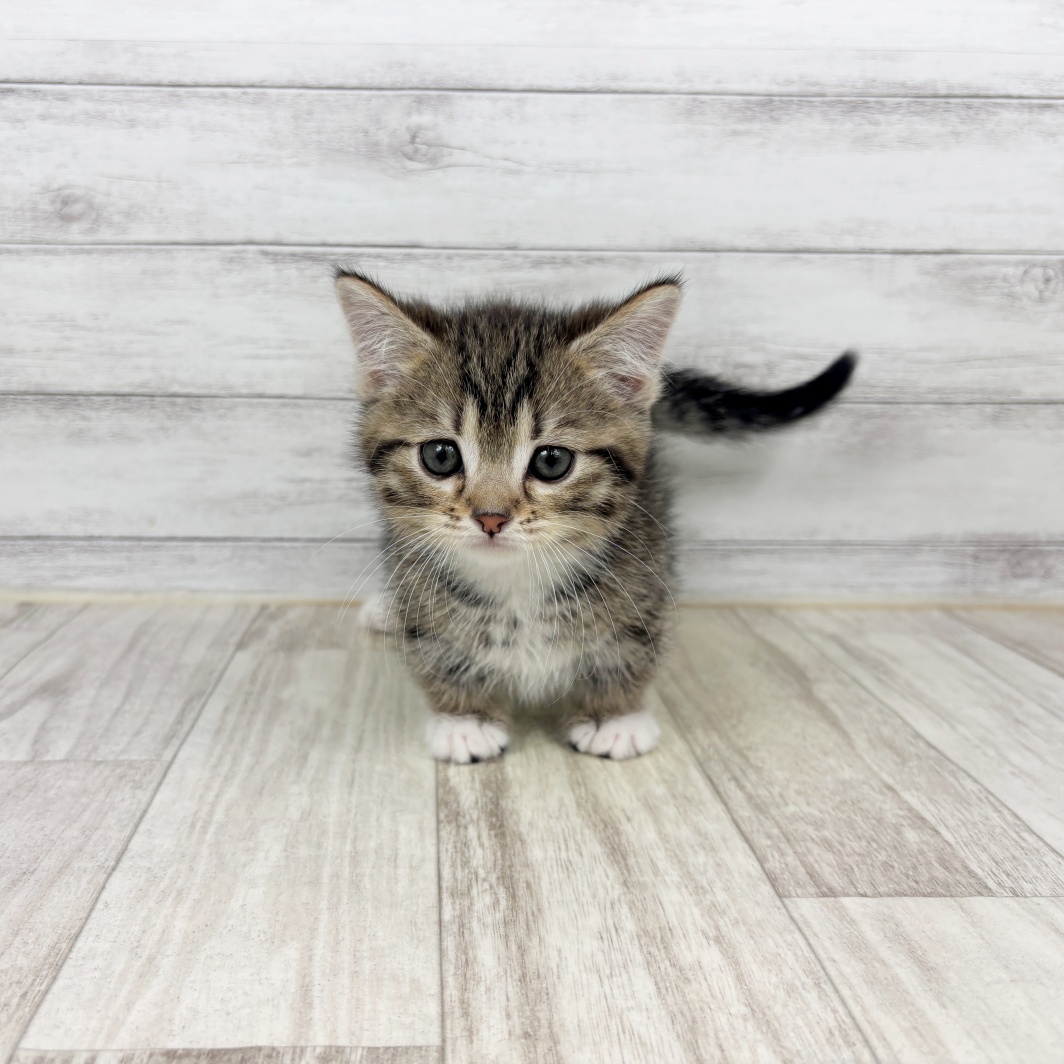 兵庫県のミヌエット (犬の家＆猫の里川西店/2026年2月1日生まれ/男の子/ブラウンタビーホワイト)の子猫
