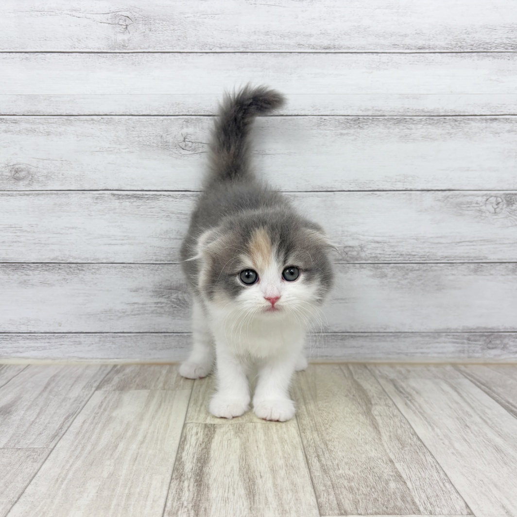 兵庫県のスコティッシュフォールド (犬の家＆猫の里川西店/2026年1月25日生まれ/女の子/ブルーパッチドタビーホワイト)の子猫