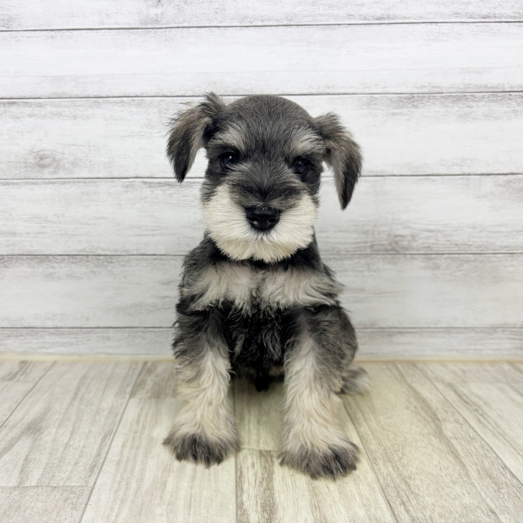 兵庫県のミニチュアシュナウザー (犬の家＆猫の里川西店/2026年1月31日生まれ/男の子/ソルトペッパー)の子犬