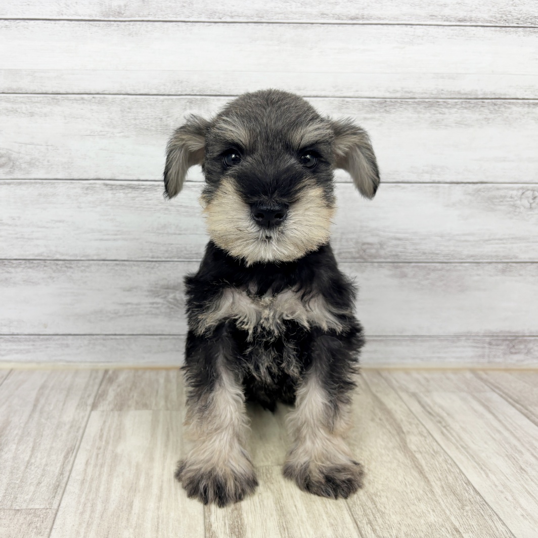 兵庫県のミニチュアシュナウザー (犬の家＆猫の里川西店/2026年1月31日生まれ/男の子/ソルトペッパー)の子犬