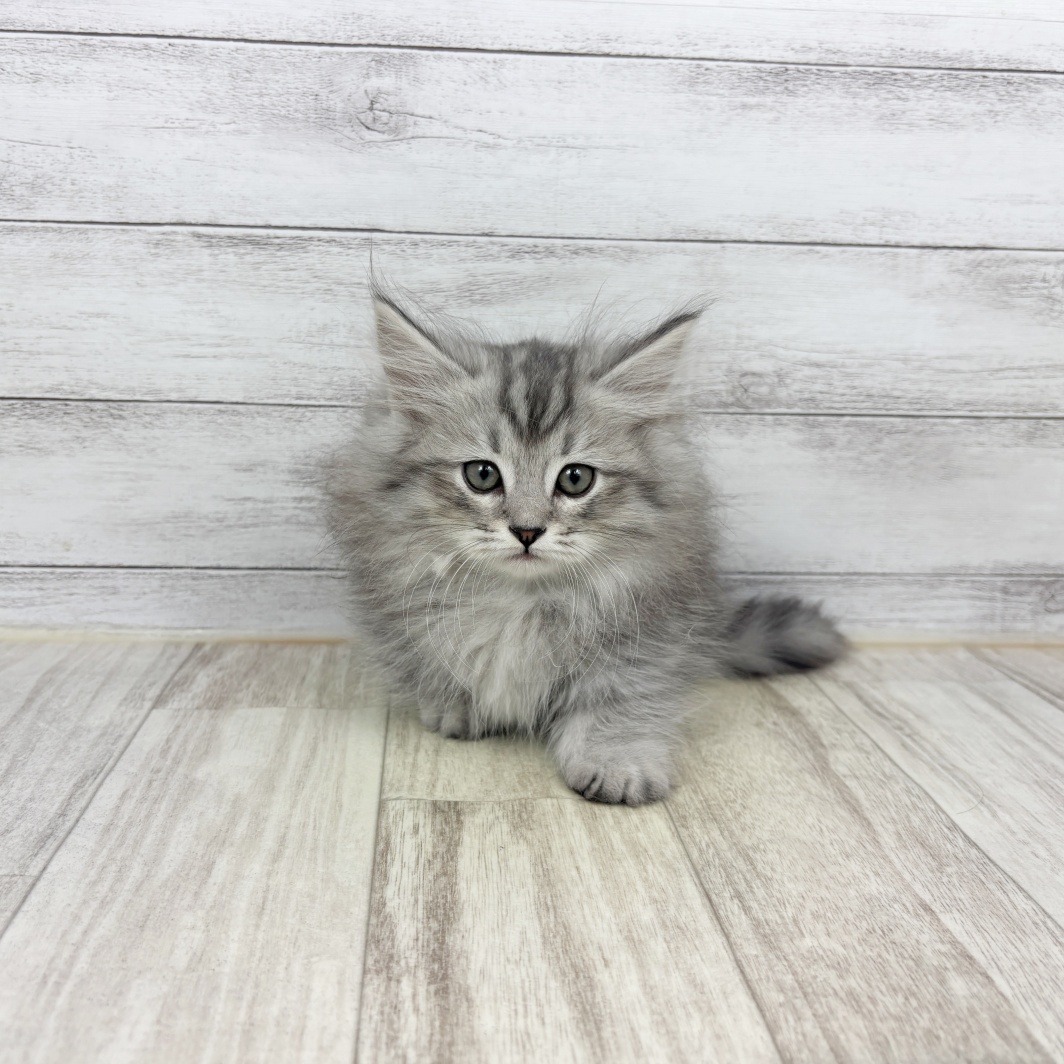 兵庫県のミヌエット (犬の家＆猫の里川西店/2026年1月27日生まれ/男の子/シルバーマッカレルタビー)の子猫