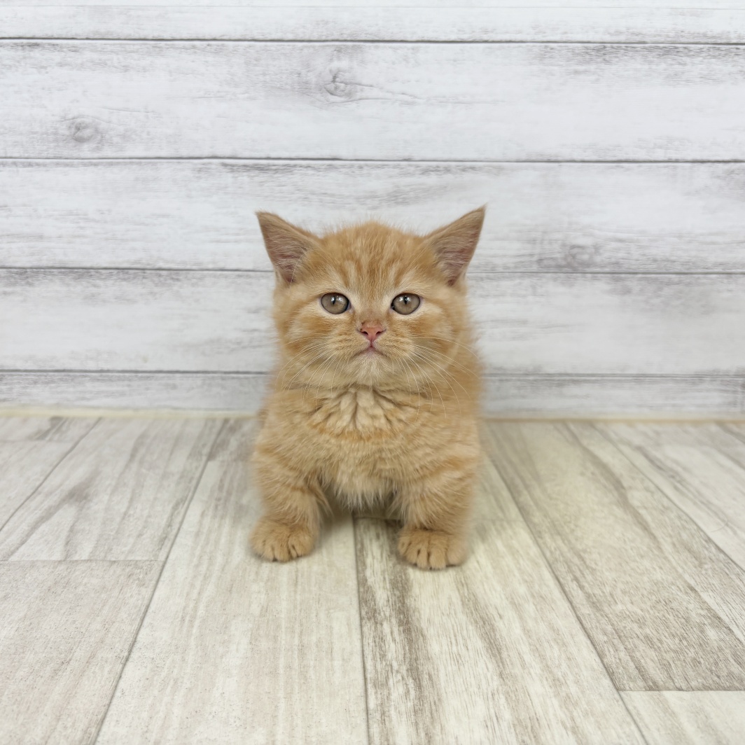 兵庫県のミヌエット (犬の家＆猫の里川西店/2026年1月27日生まれ/男の子/レッドタビー)の子猫