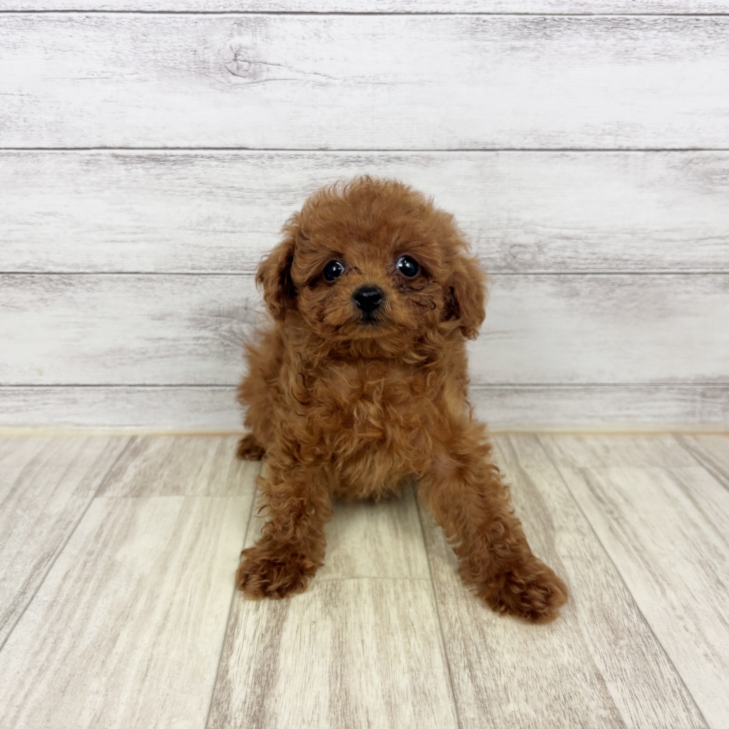 兵庫県のトイプードル(トイ) (犬の家＆猫の里川西店/2026年1月31日生まれ/女の子/レッドフォーン)の子犬