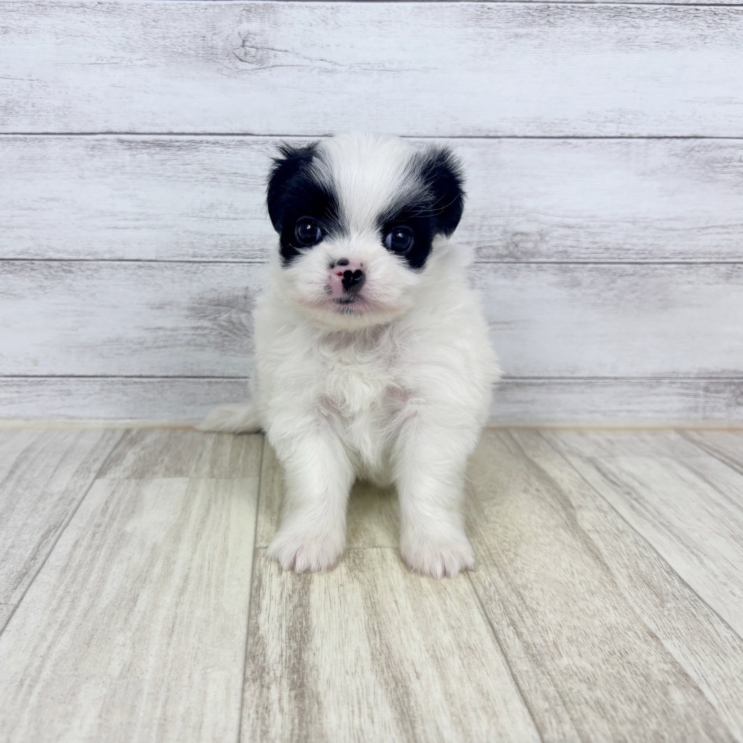 兵庫県のハーフ犬・ミックス犬 (犬の家＆猫の里川西店/2026年1月31日生まれ/男の子/パーティーカラー)の子犬