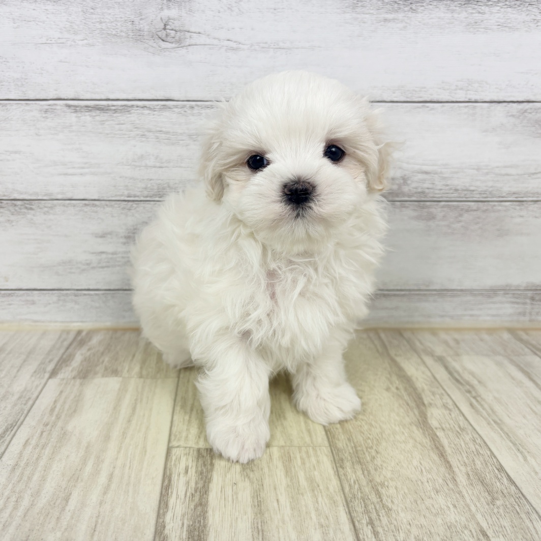 兵庫県のマルチーズ (犬の家＆猫の里川西店/2026年1月31日生まれ/男の子/ホワイト)の子犬