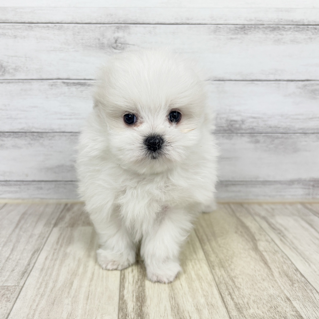 兵庫県のポメマル/マルポメ(ポメラニアン×マルチーズ) (犬の家＆猫の里川西店/2026年2月1日生まれ/男の子/ホワイト)の子犬
