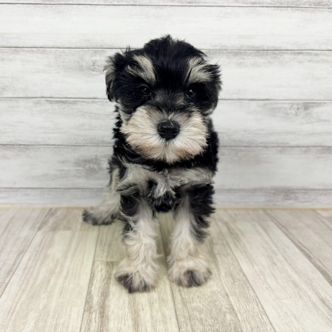 兵庫県のミニチュアシュナウザー (犬の家＆猫の里川西店/2026年2月1日生まれ/女の子/ブラックシルバー)の子犬