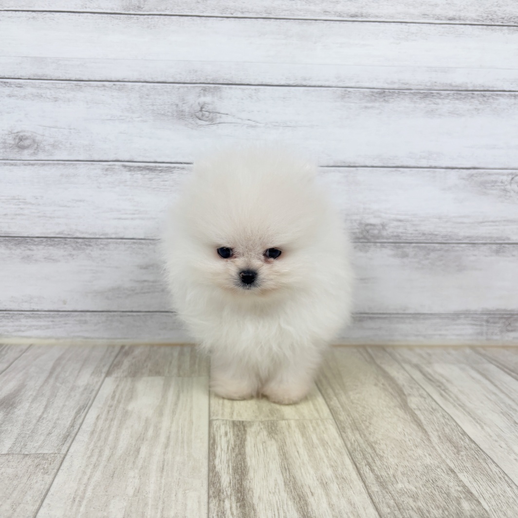 兵庫県のポメラニアン (犬の家＆猫の里川西店/2026年1月31日生まれ/男の子/クリーム)の子犬