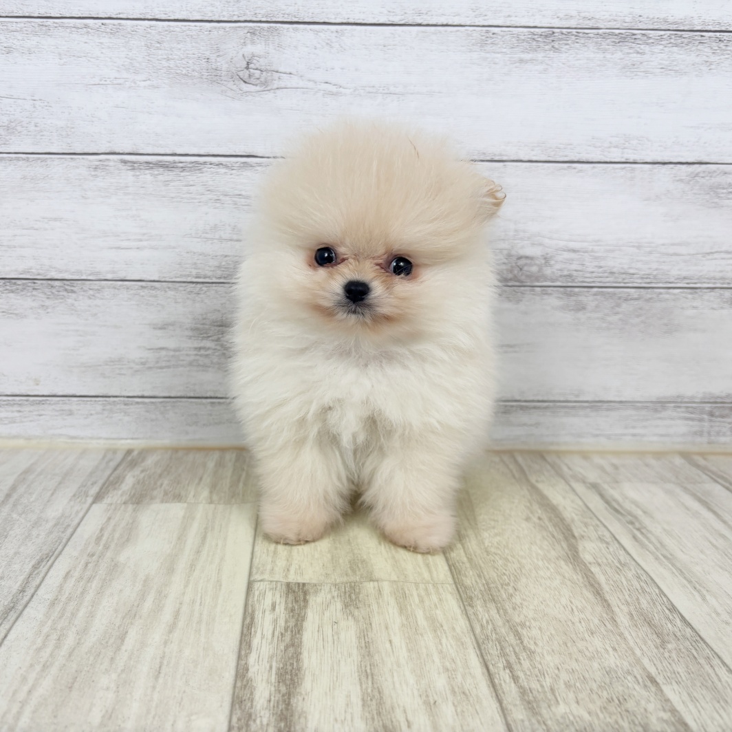兵庫県のポメラニアン (犬の家＆猫の里川西店/2026年1月31日生まれ/男の子/クリーム)の子犬