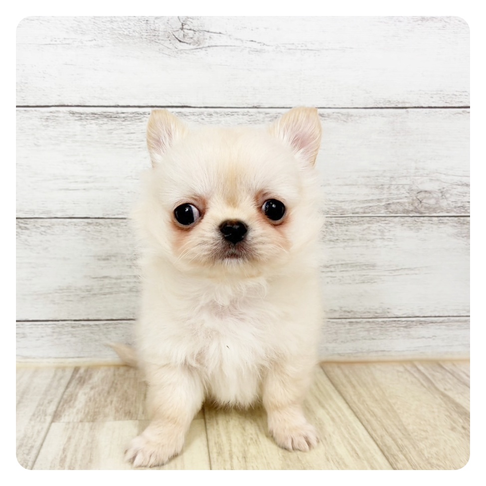 兵庫県のチワワ(ロング) (犬の家＆猫の里川西店/2026年1月30日生まれ/男の子/ホワイト)の子犬