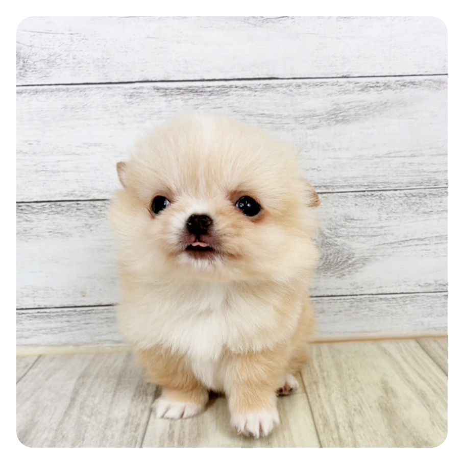 兵庫県のチワワ(ロング) (犬の家＆猫の里川西店/2026年1月30日生まれ/男の子/クリーム)の子犬