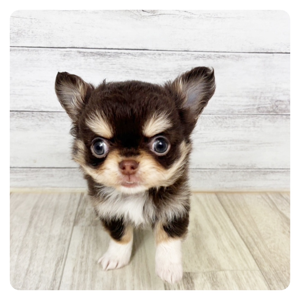 兵庫県のチワワ(ロング) (犬の家＆猫の里川西店/2026年1月30日生まれ/男の子/チョコレートタン)の子犬